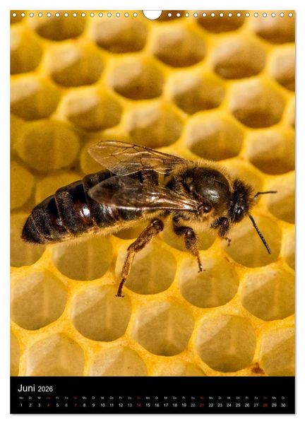Produktbild: Bienen (Wandkalender 2026 DIN A3 hoch), CALVENDO Monatskalender
