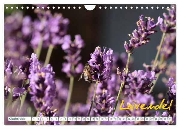 Produktbild: Kr&auml;uter - Gesund, h&uuml;bsch und lecker (Wandkalender 2026 DIN A4 quer), CALVENDO Monatskalender