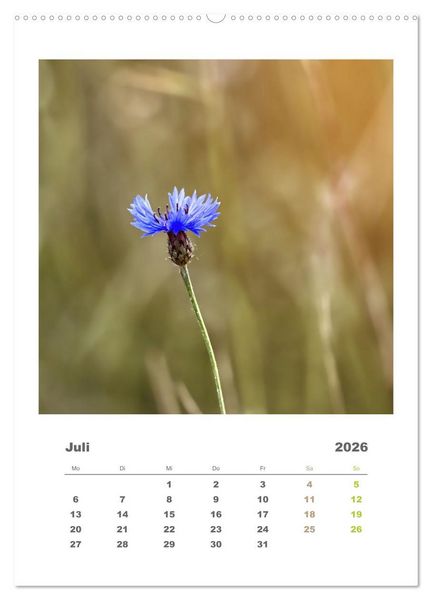 Produktbild: Minimalistisch, Gr&auml;ser, Bl&uuml;ten, Bl&auml;tter und Zweige im Fokus (Wandkalender 2026 DIN A2 hoch), CALVENDO Monatskalender