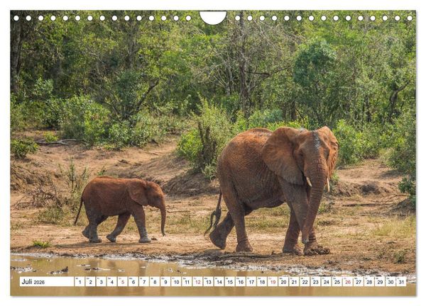 Produktbild: Wunderwelt der Tiere - S&uuml;dafrika (Wandkalender 2026 DIN A4 quer), CALVENDO Monatskalender
