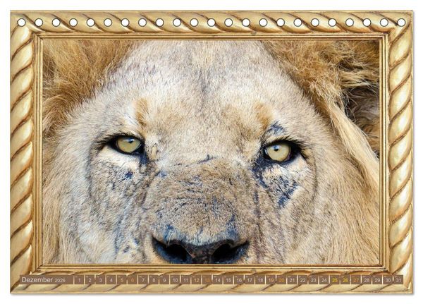 Produktbild: Augenblicke aus Afrika (Tischkalender 2026 DIN A5 quer), CALVENDO Monatskalender