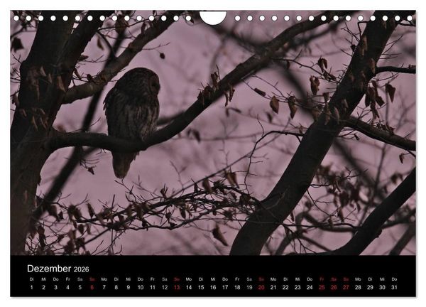 Produktbild: Waldk&auml;uze, fotografiert in M&uuml;nchen (Wandkalender 2026 DIN A4 quer), CALVENDO Monatskalender