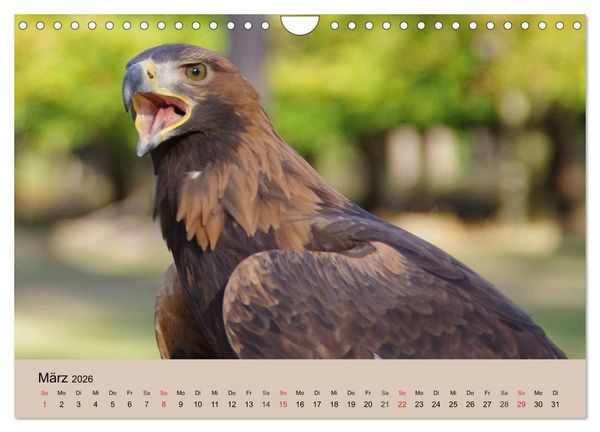 Produktbild: Der Steinadler. Majest&auml;tischer Greifvogel (Wandkalender 2026 DIN A4 quer), CALVENDO Monatskalender