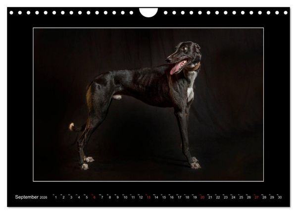 Produktbild: Windhunde - Schnelle Sch&ouml;nheiten (Wandkalender 2026 DIN A4 quer), CALVENDO Monatskalender