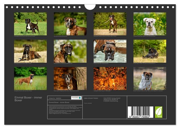 Produktbild: Einmal Boxer - immer Boxer (Wandkalender 2026 DIN A4 quer), CALVENDO Monatskalender