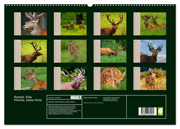 Produktbild: Rotwild. Edle Hirsche, stolze K&uuml;he (hochwertiger Premium Wandkalender 2026 DIN A2 quer), Kunstdruck in Hochglanz