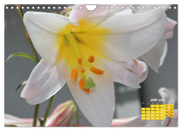 Produktbild: Lilien (Lilium) (Wandkalender 2026 DIN A4 quer), CALVENDO Monatskalender