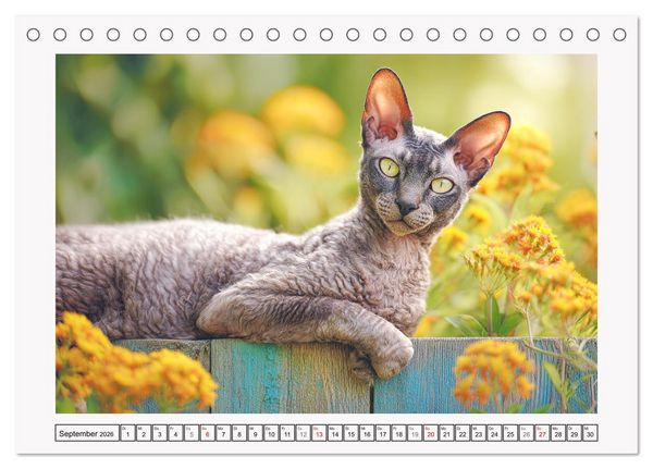 Produktbild: Cornish Rex Katzen. Ein Hauch von Extravaganz mit Locken und Charakter (Tischkalender 2026 DIN A5 quer), CALVENDO Monatskalender