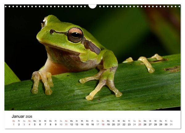 Produktbild: Heimische Tierwelt (Wandkalender 2026 DIN A3 quer), CALVENDO Monatskalender