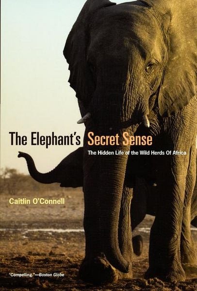 Produktbild: The Elephant's Secret Sense