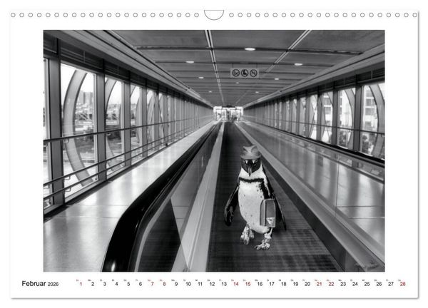 Produktbild: Pinguine privat (Wandkalender 2026 DIN A3 quer), CALVENDO Monatskalender