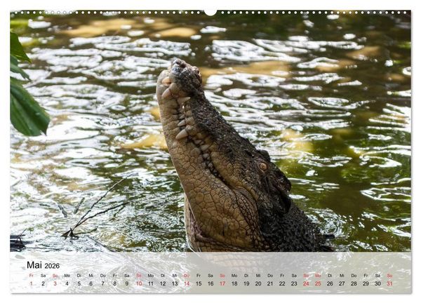 Produktbild: Gro&szlig;e Echsen. Krokodile und Alligatoren (hochwertiger Premium Wandkalender 2026 DIN A2 quer), Kunstdruck in Hochglanz