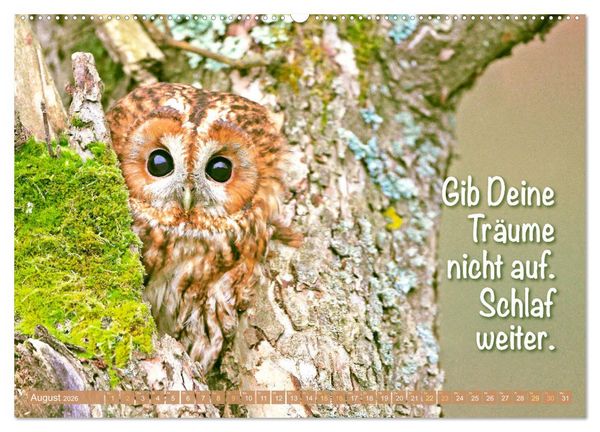 Produktbild: Die Eulen sind los: Edition lustige Tiere (Wandkalender 2026 DIN A2 quer), CALVENDO Monatskalender