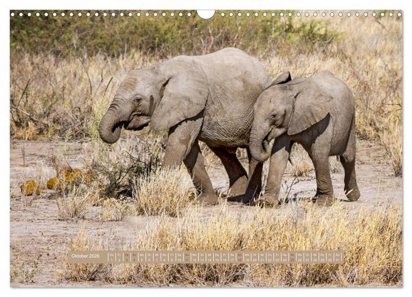 Produktbild: Afrikas Tierwelt - Wilde Elefanten (Wandkalender 2026 DIN A3 quer), CALVENDO Monatskalender