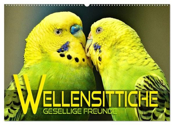 Wellensittiche - gesellige Freunde (Wandkalender 2025 DIN A2 quer), CALVENDO Monatskalender