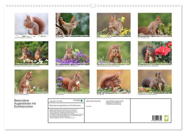Produktbild: Besondere Augenblicke mit Eichh&ouml;rnchen (Wandkalender 2026 DIN A2 quer), CALVENDO Monatskalender
