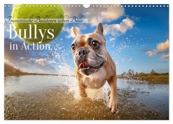 Produktbild: Bullys in Action - Franz&ouml;sische Bulldoggen lieben B&auml;lle (Wandkalender 2026 DIN A3 quer), CALVENDO Monatskalender