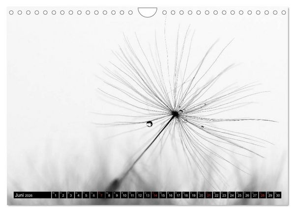 Produktbild: Pusteblume - Impressionen in schwarzwei&szlig; (Wandkalender 2026 DIN A4 quer), CALVENDO Monatskalender