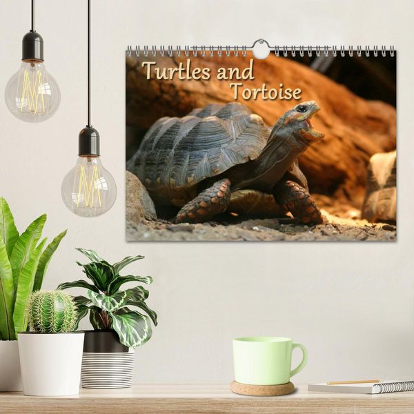 Produktbild: Turtles and Tortoise / UK-Version (Wall Calendar 2026 DIN A4 landscape), CALVENDO 12 Month Wall Calendar