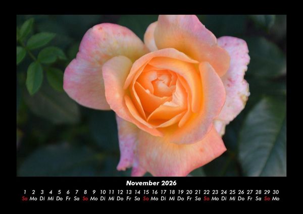 Produktbild: Blumenkalender 2026 Fotokalender DIN A3