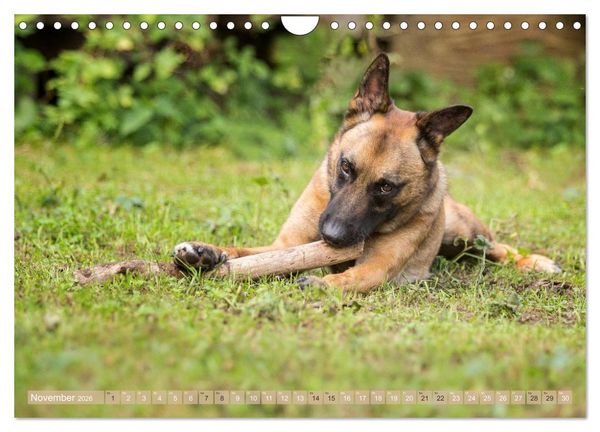 Produktbild: Sch&auml;ferhunde - Freunde auf 4 Pfoten (Wandkalender 2026 DIN A4 quer), CALVENDO Monatskalender