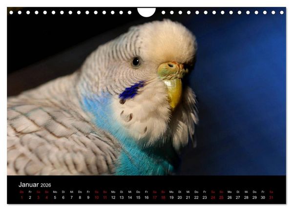 Produktbild: Wellensittichtr&auml;ume - Der neue Wellensittich-Naturkalender (Wandkalender 2026 DIN A4 quer), CALVENDO Monatskalender