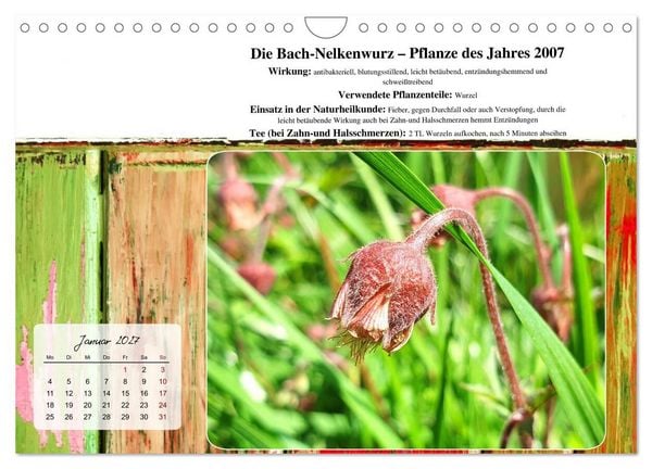 Produktbild: Gesundheit vor deiner Haust&uuml;re - Heilpflanzen am Alpenrand - Wirkung, Anwendungsbereiche und Teezubereitung (Wandkalender 2027 DIN A4 quer), CALVENDO Monatskalender