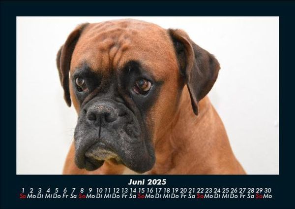 Produktbild: Hunde 2025 Fotokalender DIN A5