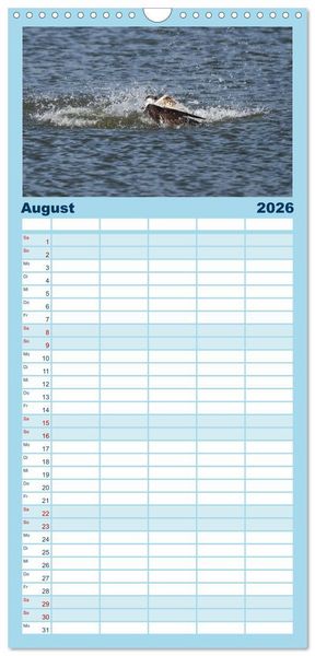 Produktbild: Familienplaner 2026 - Fischadler - Meister des Sturzfluges mit 5 Spalten (Wandkalender, 21 x 45 cm) CALVENDO