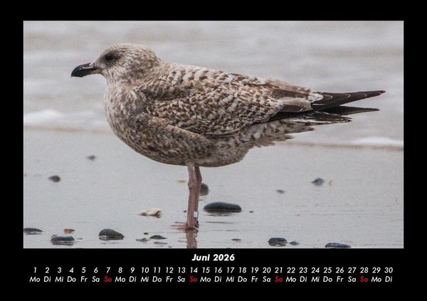 Produktbild: Vogelparadies 2026 Fotokalender DIN A3
