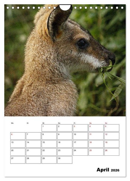 Produktbild: Australiens faszinierende Tierwelt (Wandkalender 2026 DIN A4 hoch), CALVENDO Monatskalender