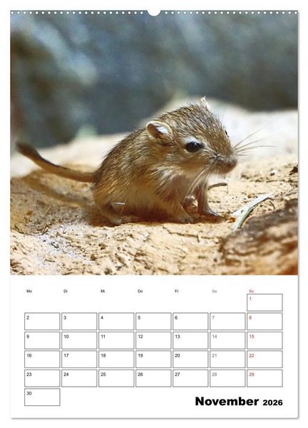 Produktbild: Mongolische Rennm&auml;use (Wandkalender 2026 DIN A2 hoch), CALVENDO Monatskalender