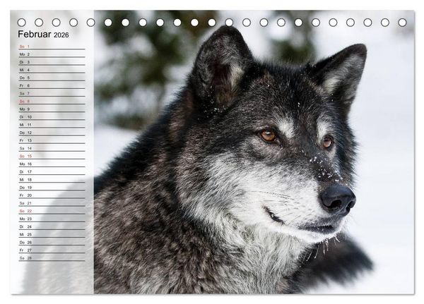 Produktbild: W&ouml;lfe. Graue Eminenzen (Tischkalender 2026 DIN A5 quer), CALVENDO Monatskalender