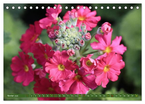 Produktbild: La beaut&eacute; des fleurs (Calendrier de bureau 2026 DIN A5 vertical), CALVENDO calendrier mensuel