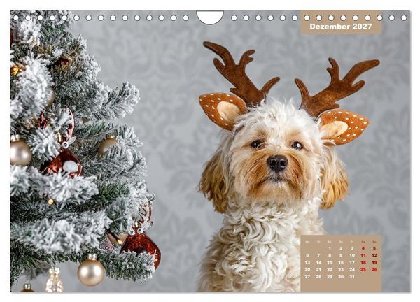 Produktbild: Rocket der Havaneser (Wandkalender 2027 DIN A4 quer), CALVENDO Monatskalender