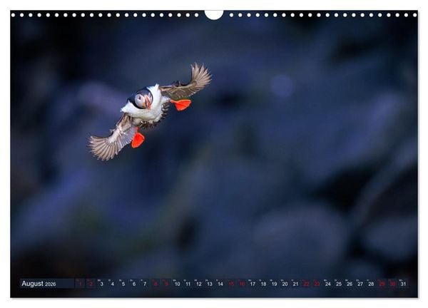 Produktbild: Puffins - Papageientaucher auf Island (Wandkalender 2026 DIN A3 quer), CALVENDO Monatskalender