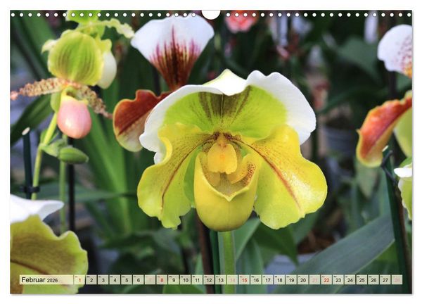 Produktbild: Beliebte Orchideen (Wandkalender 2026 DIN A3 quer), CALVENDO Monatskalender