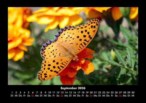 Produktbild: Bunte Pracht der Schmetterlinge 2026 Fotokalender DIN A3