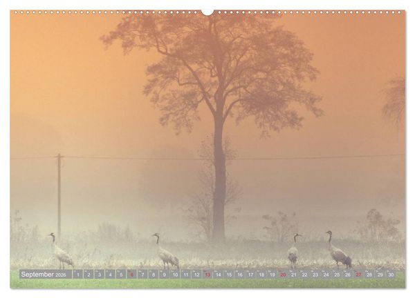 Produktbild: KranichRomantik (Wandkalender 2026 DIN A2 quer), CALVENDO Monatskalender