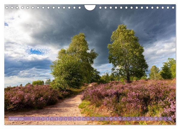 Produktbild: Im Bl&uuml;tenrausch der L&uuml;neburger Heide (Wandkalender 2026 DIN A4 quer), CALVENDO Monatskalender