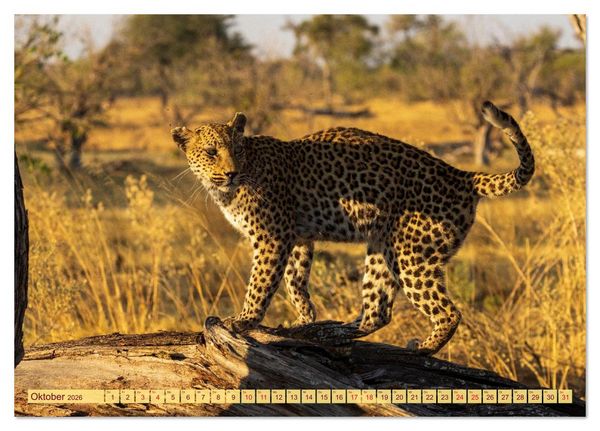 Produktbild: Das Okavango-Delta - Naturwunder im Herzen Afrikas (Tischkalender 2026 DIN A5 quer), CALVENDO Monatskalender