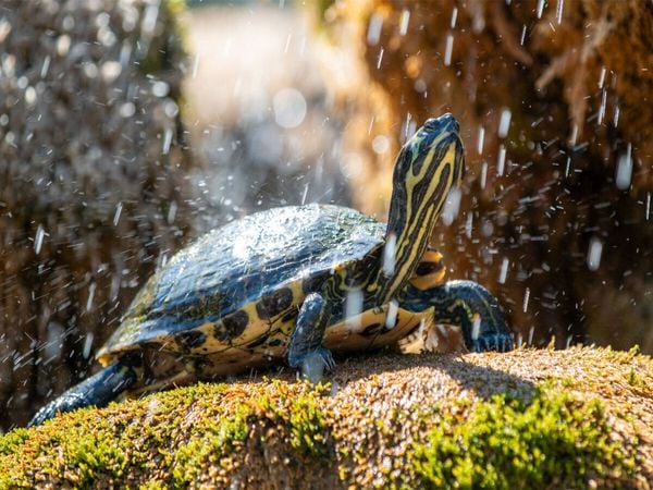 Produktbild: CALVENDO Puzzle Gelbbauch-Schmuckschildkr&ouml;te im Schildkr&ouml;tenbrunnen in Sibenik | 1000 Teile Lege-Gr&ouml;&szlig;e 64x48cm Foto-Puzzle f&uuml;r gl&uuml;ckliche Stunden