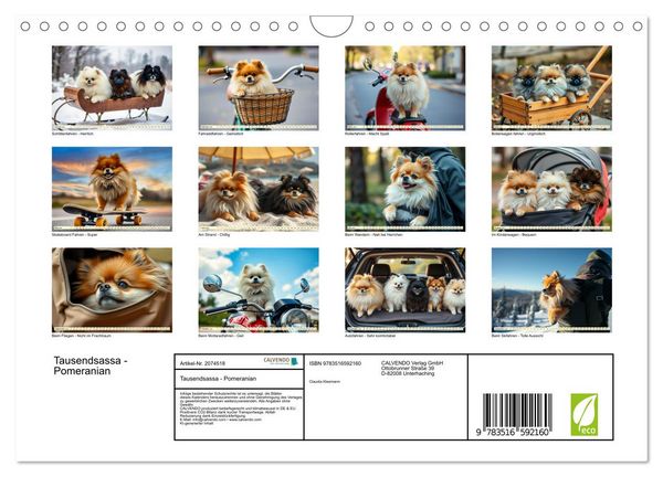Produktbild: Tausendsassa - Pomeranian (Wandkalender 2026 DIN A4 quer), CALVENDO Monatskalender
