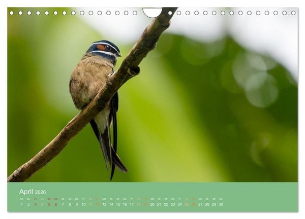 Produktbild: Zwischen Nebel und Baumriesen - V&ouml;gel Borneos (Wandkalender 2026 DIN A4 quer), CALVENDO Monatskalender