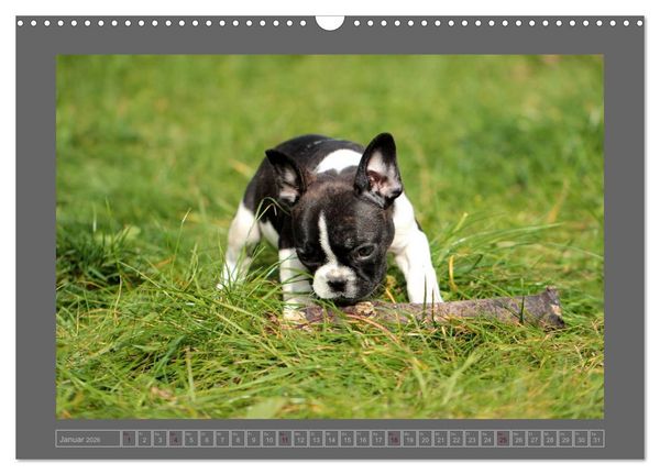Produktbild: Franz&ouml;sische Bulldoggen (Wandkalender 2026 DIN A3 quer), CALVENDO Monatskalender