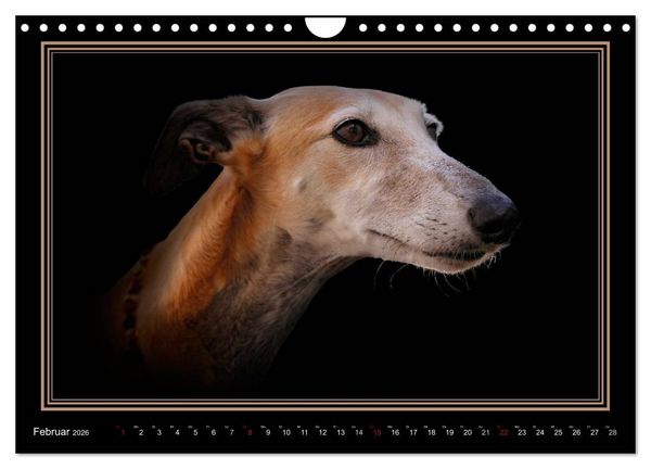Produktbild: Galgo Espa&ntilde;ol 2026- Der spanische Windhund (Wandkalender 2026 DIN A4 quer), CALVENDO Monatskalender