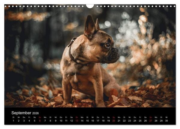Produktbild: French Bulldog aktiv, verspielt, sportlich (Wandkalender 2026 DIN A3 quer), CALVENDO Monatskalender