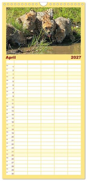 Produktbild: Familienplaner 2027 - Geparden - Begegnungen in Afrika mit 5 Spalten (Wandkalender, 21 x 45 cm) CALVENDO