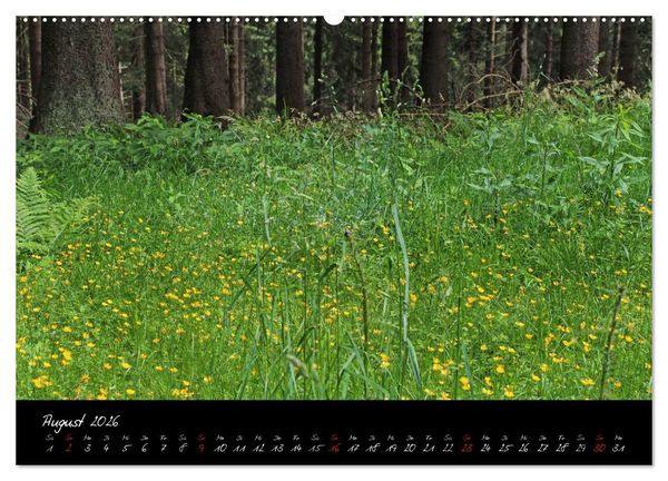 Produktbild: Wald (hochwertiger Premium Wandkalender 2026 DIN A2 quer), Kunstdruck in Hochglanz