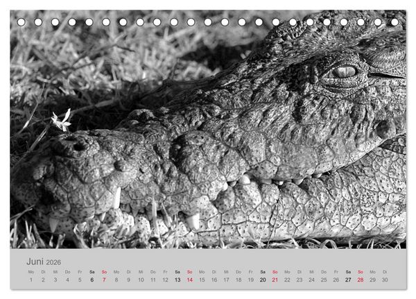 Produktbild: Die Seelen der wilden Tiere (Tischkalender 2026 DIN A5 quer), CALVENDO Monatskalender